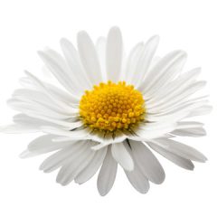 Sarah Stoltzfus Allen